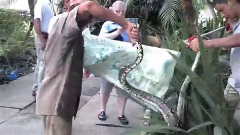 costa rica snakes in resorts